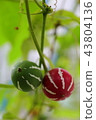 Okinawan melon 43804136