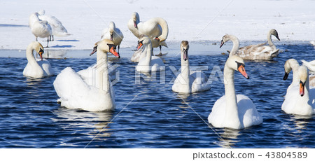 swans swimming 43804589