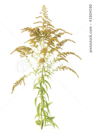 solidago 43804590
