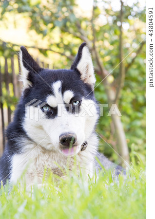 siberian husky puppy play 43804591