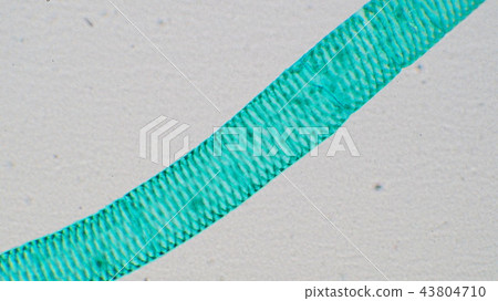 Photomicrograph of Aomidoro 43804710