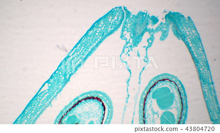 Photomicrograph of the old embryo cross section of the plant Photomicrograph of the old embryo cross section of the plant 43804720