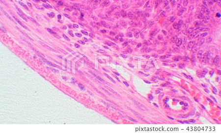 Photomicrograph of small intestine cross section 43804733