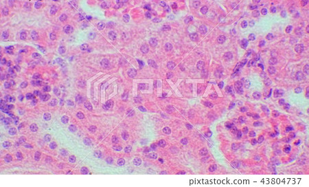 Photomicrograph of kidney cross section 43804737