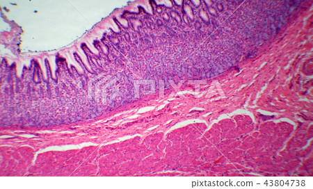 Cross-sectional micrograph of stomach inner wall 43804738