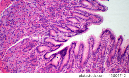 Cross-sectional micrograph of stomach inner wall 43804742