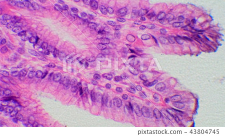 Cross-sectional micrograph of stomach inner wall 43804745