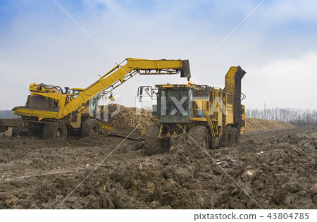 harvesting sugar beets harvesting sugar beets 43804785