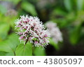 Shima Fuji Bakama Flower 43805097