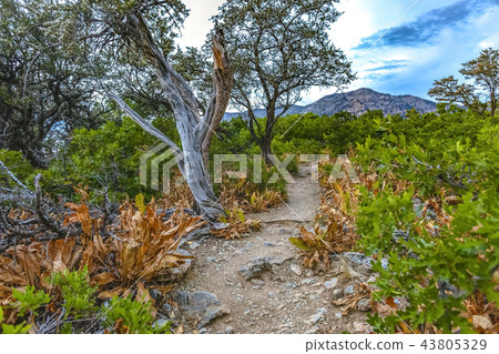 Dead tree found among trail in Provo Canyon 43805329