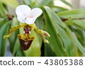 Paphiopedilum spécerianum flower 43805388