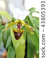 Paphiopedilum spécerianum flower 43805393