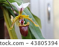 Paphiopedilum spécerianum flower 43805394
