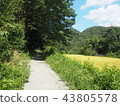 Road grass road hiking walk nature blue sky 43805578