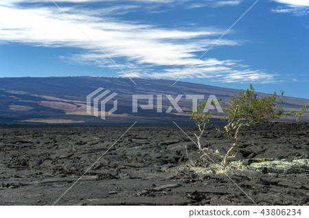 View of Saddle Road Mauna Loa Mountain, Island of Hawaii 43806234
