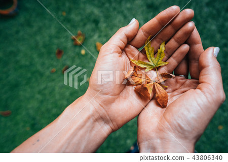 Yellow autumn leaves in the palm of a girl. 43806340