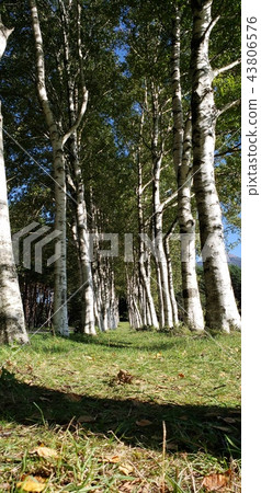 White birch White birch 43806576