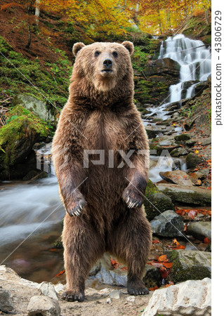 Big brown bear standing on his hind legs 43806729