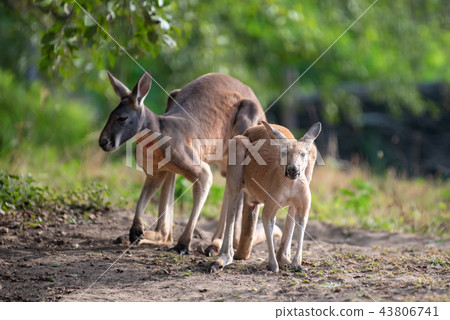 Kangaroo in a natural habitat Kangaroo in a natural habitat 43806741