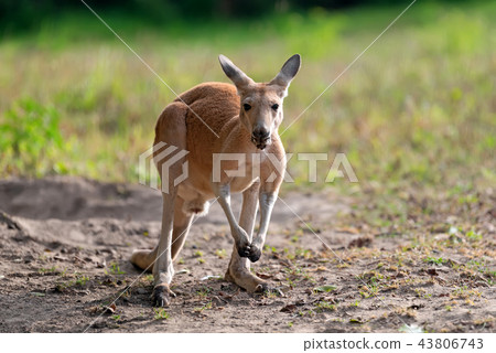 Kangaroo in a natural habitat 43806743