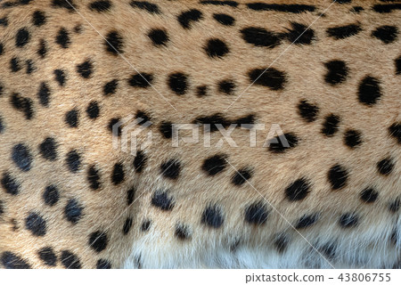 Serval skin texture for background 43806755