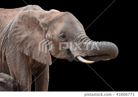 Elephant in National park of Kenya 43806771