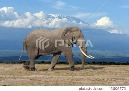 Elephant on Kilimanjaro backgound Elephant on Kilimanjaro backgound 43806773