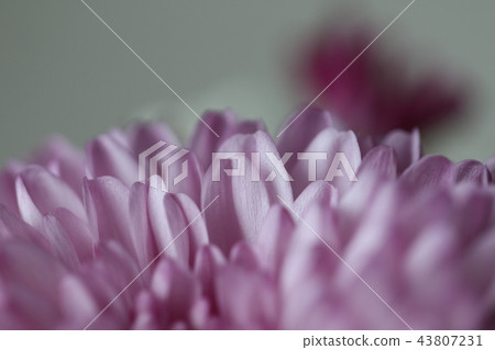 菊花 菊花 43807231