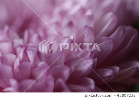 菊花 43807232