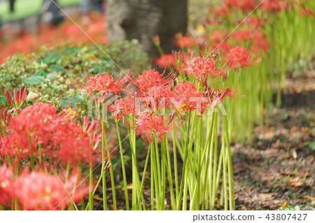 Cluster amaryllis Cluster amaryllis 43807427