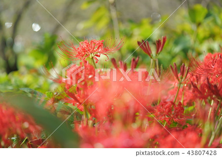 Cluster amaryllis Cluster amaryllis 43807428