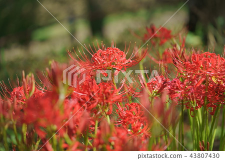 Cluster amaryllis 43807430