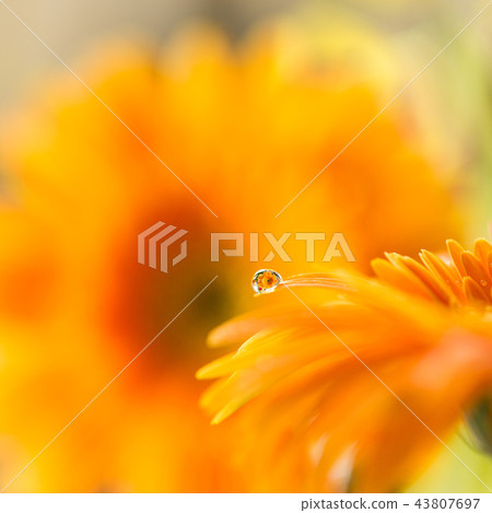 Flowers and water drops 43807697
