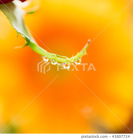 Flowers and drops Flowers and drops 43807724