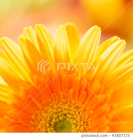 Yellow flower Yellow flower 43807725