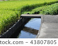 Water channel (paddy field) 43807805