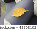 Leaves 43808102