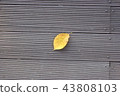 Fallen leaves 43808103