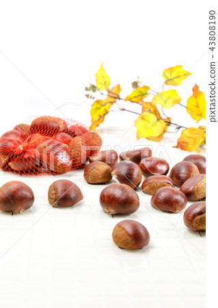 Harvesting food chestnut autumn 43808190