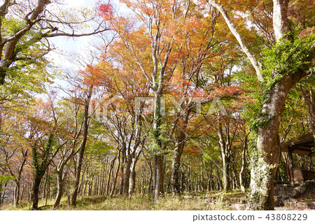 Autumn leaves on the lakeside petting garden 43808229