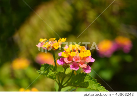Shrub verbena flower 43808248