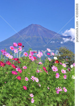 Cosmos和Mt. Fuji-22 2008 43808608