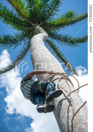 Adult male climbs coconut tree to get coco nuts Adult male climbs coconut tree to get coco nuts 43808882