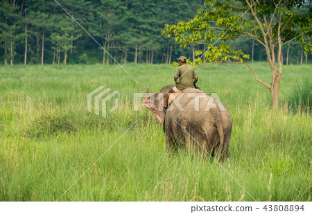 Mahout or elephant rider riding a female elephant Mahout or elephant rider riding a female elephant 43808894