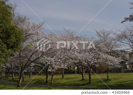 鮮花,櫻花,Somei Yoshino,盛開@Souao Park,Sakai City 鮮花,櫻花,Somei Yoshino,盛開@Souao Park,Sakai City 43808966