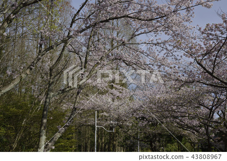 鮮花,櫻花,Somei Yoshino,盛開@Souao Park,Sakai City 鮮花,櫻花,Somei Yoshino,盛開@Souao Park,Sakai City 43808967