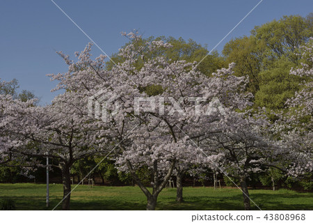 鮮花,櫻花,Somei Yoshino,盛開@Souao Park,Sakai City 鮮花,櫻花,Somei Yoshino,盛開@Souao Park,Sakai City 43808968