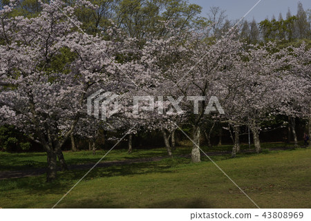 鮮花，櫻花，Somei Yoshino，盛開@Souao Park，Sakai City 43808969