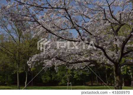 鮮花,櫻花,Somei Yoshino,盛開@Souao Park,Sakai City 鮮花,櫻花,Somei Yoshino,盛開@Souao Park,Sakai City 43808970