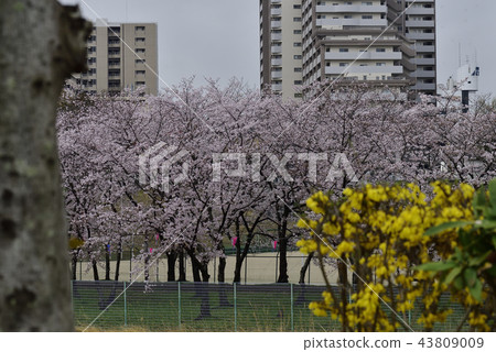 花，櫻花，吉野美吉，盛開@Kiritani公園，柏市 43809009